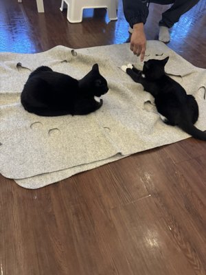 Cat Tales Cat Cafe by null