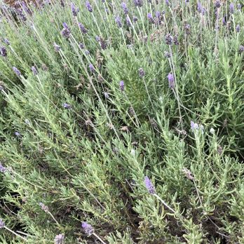Ali'i Kula Lavender - Tours Near Me - Kula, Hawaii Ali'i Kula Lavender - Tours Near Me - Kula, Hawaii