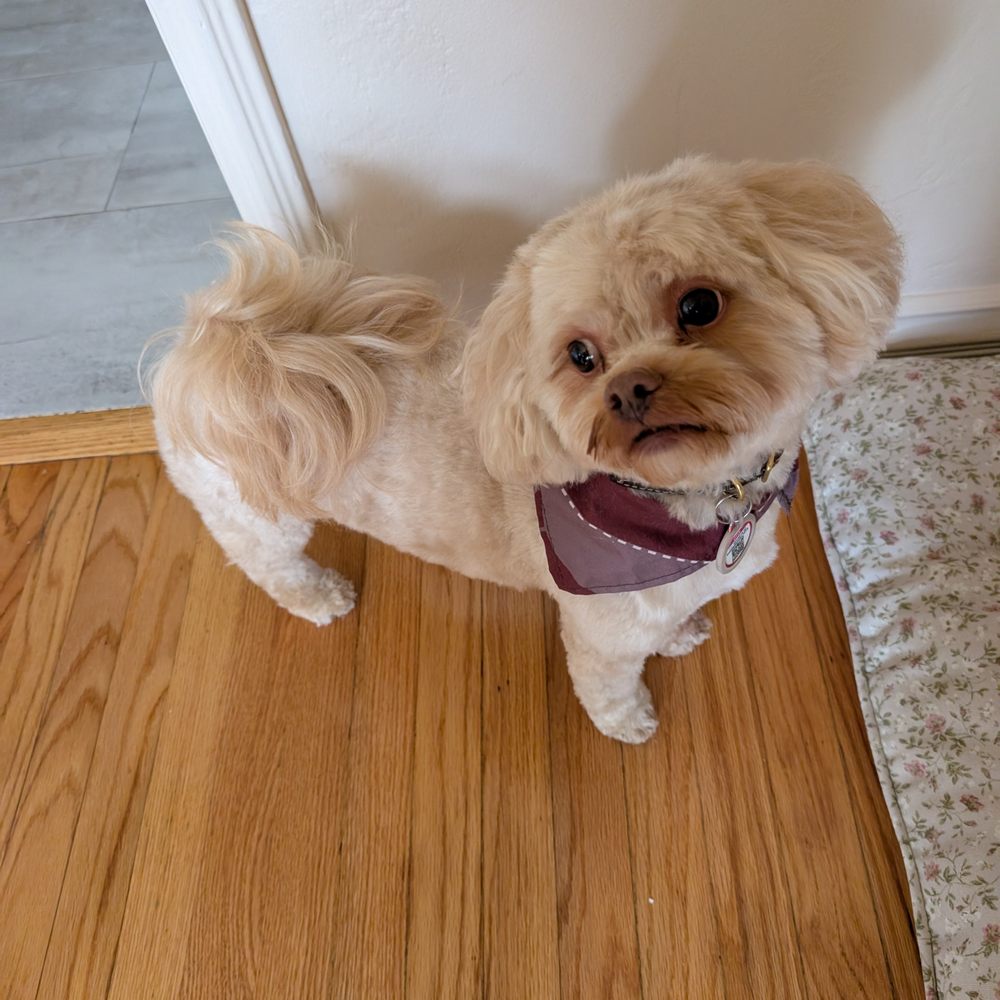 Bitches N Bubbles - Otis after his groom! - Pet Groomers Near Me - Long Beach, California
