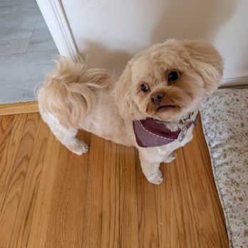 Bitches N Bubbles - Otis after his groom! - Pet Groomers Near Me - Long Beach, California Bitches N Bubbles - Otis after his groom! - Pet Groomers Near Me - Long Beach, California