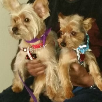 gloria's dog beauty salon