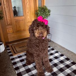 Animal Hospital of the Sierra - Happy Lola after surviving her first Rattlesnake Bite.