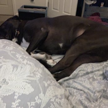Banfield Pet Hospital - Big puppy resting - Veterinarians Near Me - Laurel, Maryland