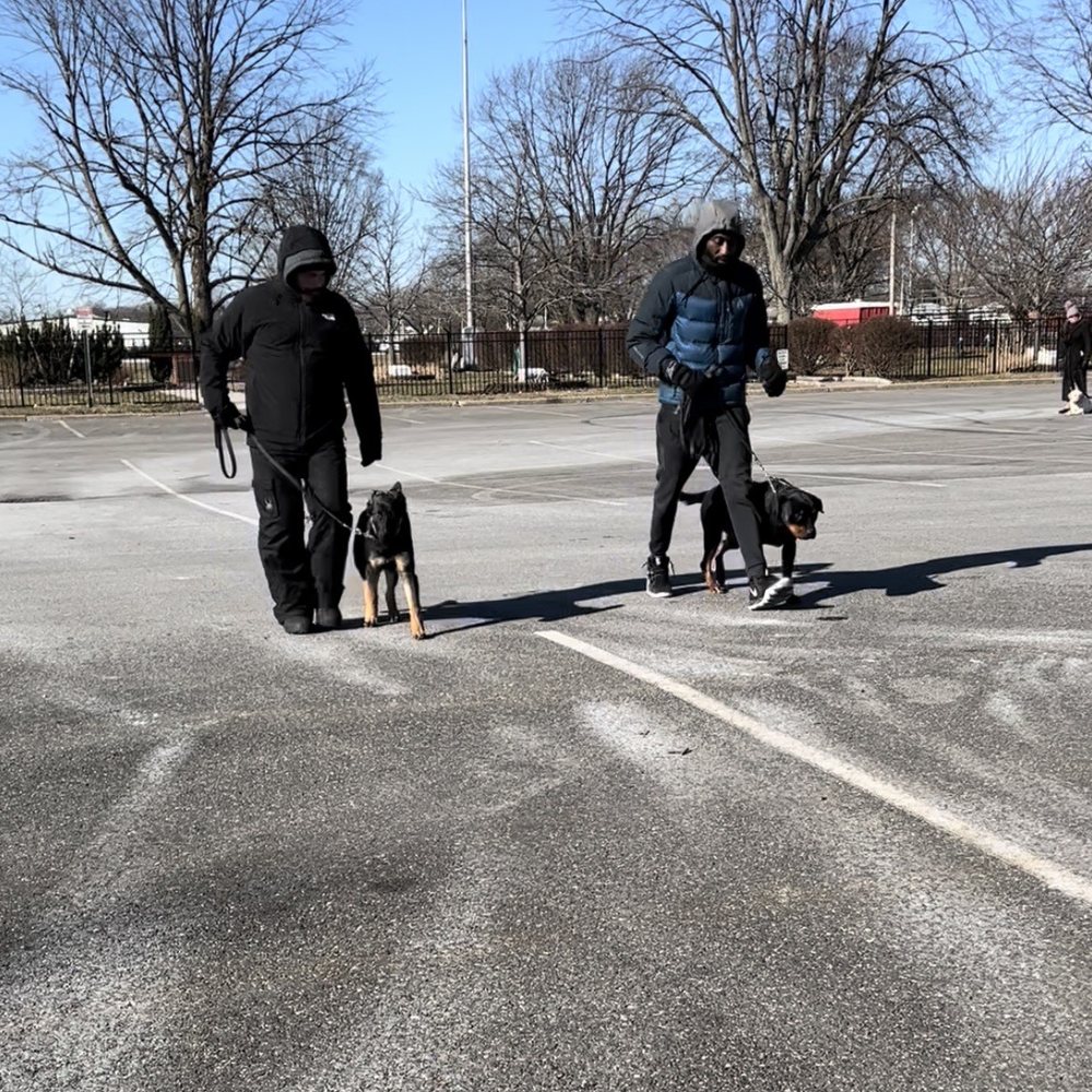 Harold Hamilton - Master Dog Trainer - Pet Training Near Me Harold Hamilton - Master Dog Trainer - Pet Training Near Me