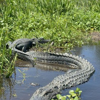 Louisiana Tour - Two gators - Tours Near Me - Marrero, Louisiana Louisiana Tour - Two gators - Tours Near Me - Marrero, Louisiana