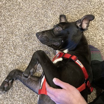 Madacc - Look at that grin. This is a few days after being in his fur-ever home. Aren't pit bulls just the cutest & sweetest? - Animal Shelters Near Me - Milwaukee, Wisconsin