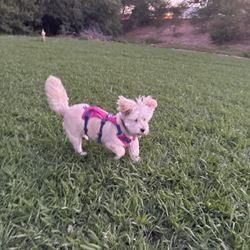 Marco Dog Park
