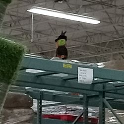BJ's Wholesale Club
