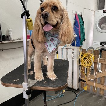 Pawparazzi Dog Grooming - Pet Groomers Near Me - Maple Ridge, British Columbia Pawparazzi Dog Grooming - Pet Groomers Near Me - Maple Ridge, British Columbia