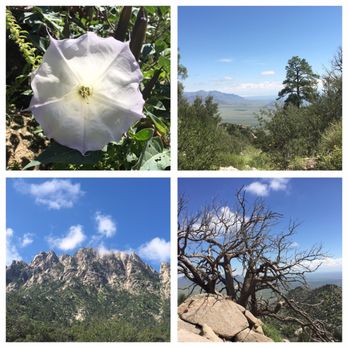 Aguirre Springs - Great flora and fauna! - Hiking Near Me - Las Cruces, New Mexico Aguirre Springs - Great flora and fauna! - Hiking Near Me - Las Cruces, New Mexico