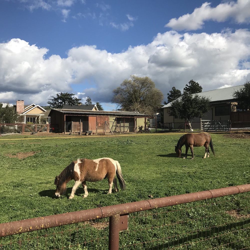 Church Creek Cellars - Cute horses to greet you - Wineries Near Me - Gilroy, California Church Creek Cellars - Cute horses to greet you - Wineries Near Me - Gilroy, California