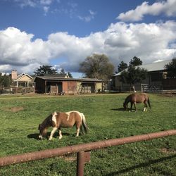 Church Creek Cellars - Cute horses to greet you