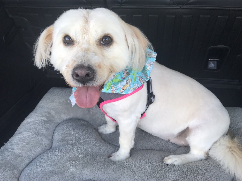 GLAMOUR PETS 22 Photos 3032 Santa Bárbara Blvd, Cape Coral, Florida