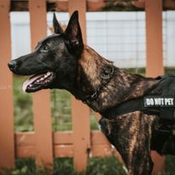 Bad Axe K9 - Pet Training Near Me Bad Axe K9 - Pet Training Near Me