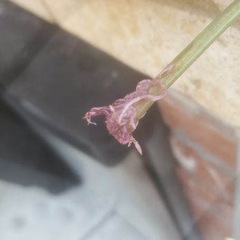 Berkeley Patients Group - Believe it or not they're worms. - Cannabis Clinics Near Me - Berkeley, California