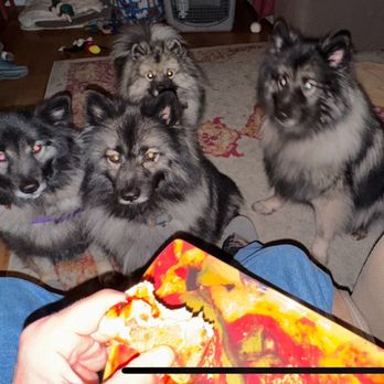 Papa Gios - The pooches patiently awaiting the best part of the pie: Pizza bones. (a.k.a. The Crust!) - Italian Near Me - Lexington, South Carolina Papa Gios - The pooches patiently awaiting the best part of the pie: Pizza bones. (a.k.a. The Crust!) - Italian Near Me - Lexington, South Carolina