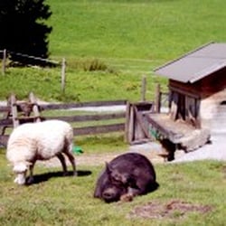 Pony-Reithof Sankt Margarethen