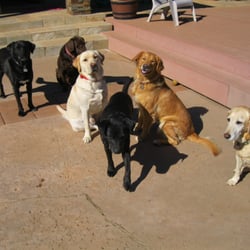 Fire Dog Home and Dog Sitting