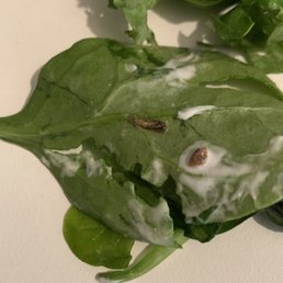 Spinach