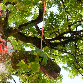 H2H Tree Services and Landscaping - Tree Services Near Me - Weatherford, Texas H2H Tree Services and Landscaping - Tree Services Near Me - Weatherford, Texas
