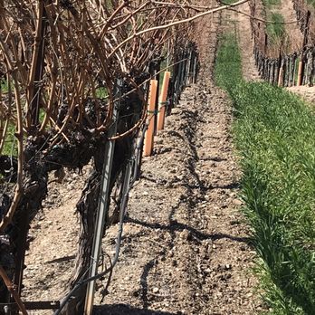 Ecluse Wines - Trellises - Wineries Near Me - Paso Robles, California