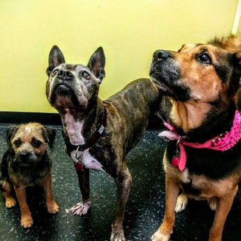 Paw Prints Grooming Salon - Hi Friends! - Pet Groomers Near Me - Vancouver, British Columbia Paw Prints Grooming Salon - Hi Friends! - Pet Groomers Near Me - Vancouver, British Columbia