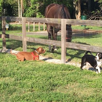 Peaceful Ridge Dog Park - There was even a horse that walked by (Sparty had never seen a horse before) - Dog Parks Near Me - Davie, Florida Peaceful Ridge Dog Park - There was even a horse that walked by (Sparty had never seen a horse before) - Dog Parks Near Me - Davie, Florida