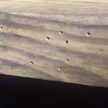 Xtreme Termite & Pest Control - Powder Post Beetles - Pest Control Near Me Xtreme Termite & Pest Control - Powder Post Beetles - Pest Control Near Me