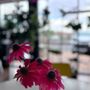 Photo of Berry Beet Juice Bar