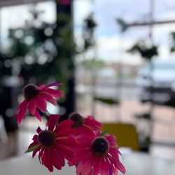 Berry Beet Juice Bar