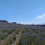 Photo of Monte-Bellaria Di California