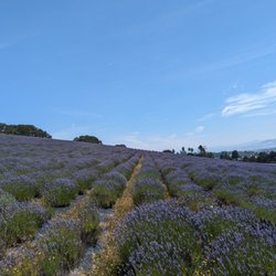 Monte-Bellaria Di California