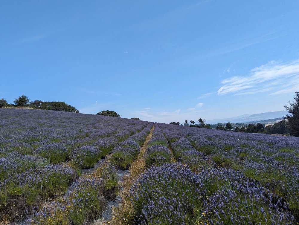 Monte-Bellaria Di California - beekeeping in Sebastopol, CA