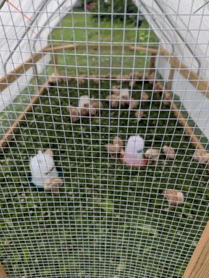 LT Organic Farm Restaurant by null