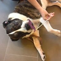 Furside Pet Grooming by null