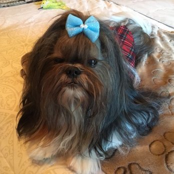 Koko Bone Pet Boutique & Spa - Pet Groomers Near Me - Weston, Florida Koko Bone Pet Boutique & Spa - Pet Groomers Near Me - Weston, Florida