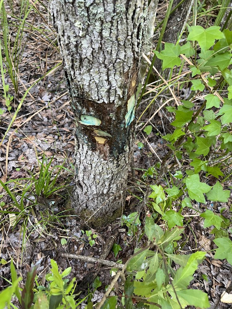 Williams Tree Service - tree service in Jacksonville, FL