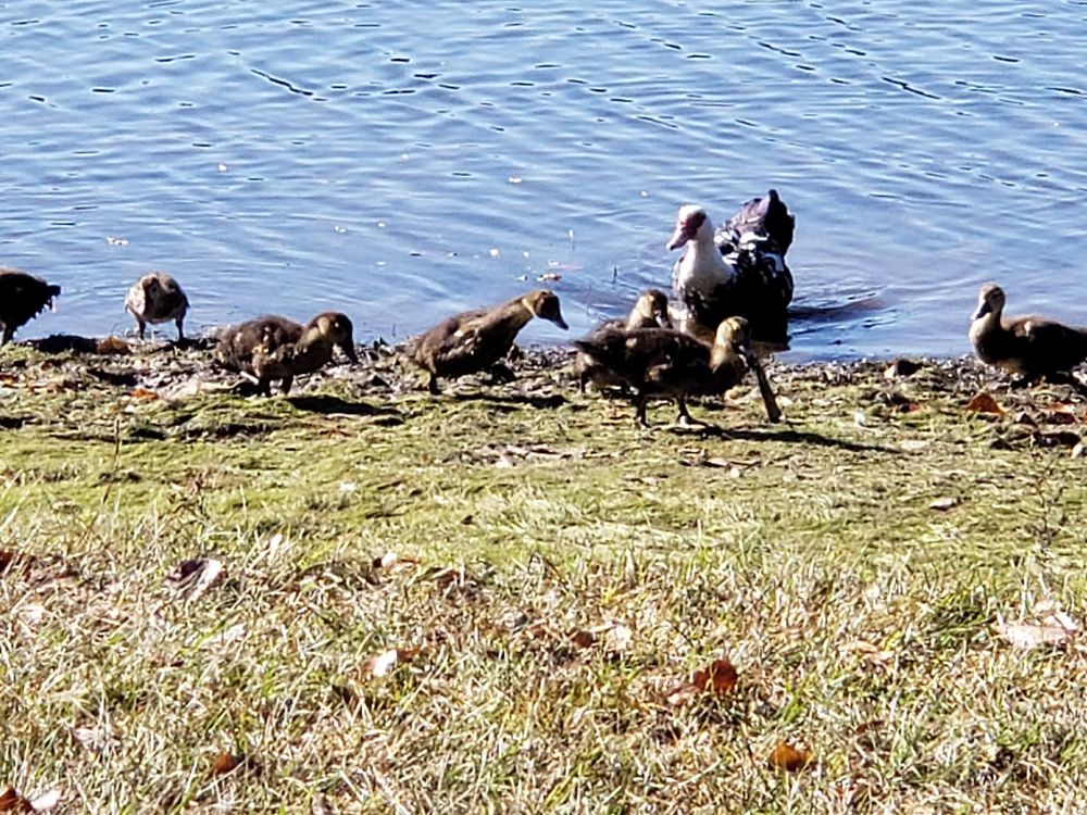 Highland Park Community Association - social services organization in Mobile, AL