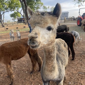 Black Barn Alpacas - Attraction Farms Near Me - Finksburg, Maryland