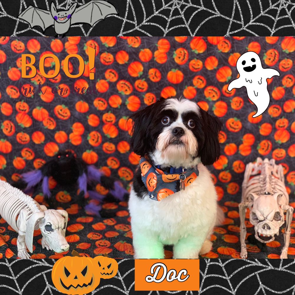 WOOF GANG FULL SERVICE DOGGY DAYCARE AND GROOMING SALON Updated June