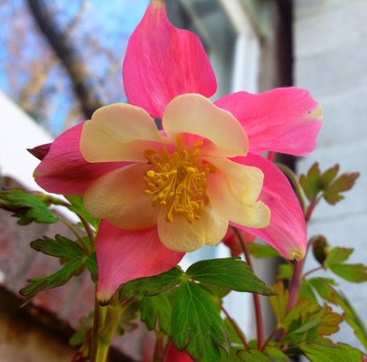 Early Bird Farm by null