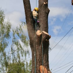 Chandler's Complete Tree Care