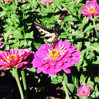 Riley's Farm - Beautiful butterfly by the wild flowers 9.1.14 - Fruits & Veggies Near Me - Oak Glen, California Riley's Farm - Beautiful butterfly by the wild flowers 9.1.14 - Fruits & Veggies Near Me - Oak Glen, California