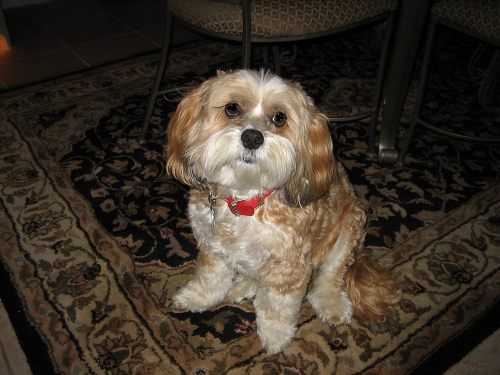 THE DAZZLING DAWG GROOMING SALON Updated September 2024 1730 Santa