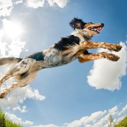Best Friends Forever Pet Care - Playing dogs are happy dogs.  Doggy Day Care at BFF Pet Care