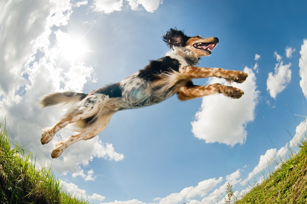 Best Friends Forever Pet Care - pet boarding facility in Denver, CO