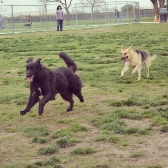 Arbor Dog Park - Running from one end of the park to the other :) - Dog Parks Near Me - Los Alamitos, California Arbor Dog Park - Running from one end of the park to the other :) - Dog Parks Near Me - Los Alamitos, California