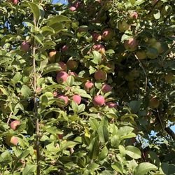 Saratoga Apple