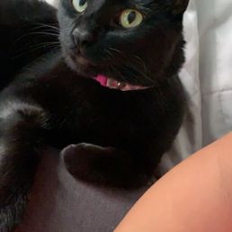 Regular groom for my cat. Groomers did an excellent job and very professional. Thank you! Regular groom for my cat. Groomers did an excellent job and very professional. Thank you!