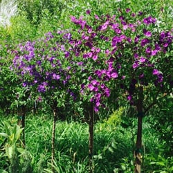 Paz Nursery